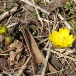 フクジュソウの蕾と花