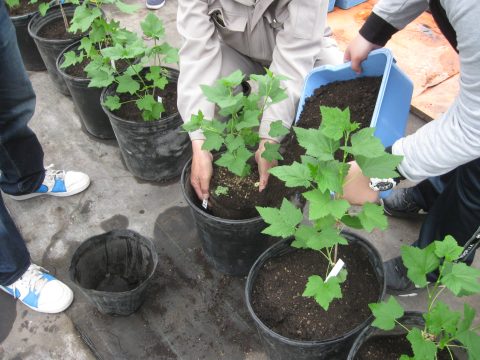 【画像】カシスの苗を小果樹用ポットに土を入れながら植え替えます