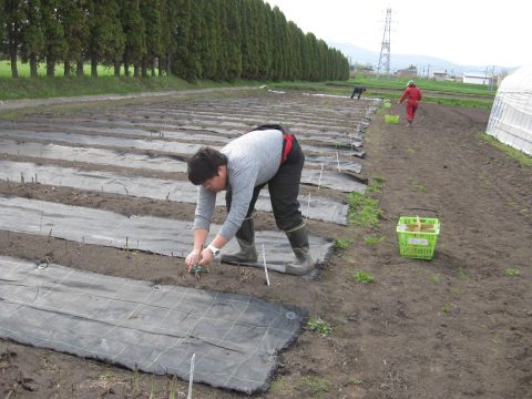 【画像】この品種は収穫出来るな！