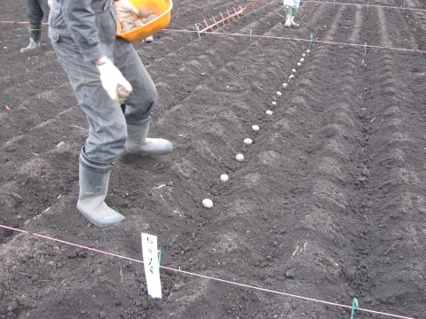 ジャガイモも施肥試験です。丁寧に植え付けます