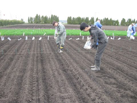 丁寧に肥料をまいていきます