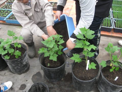 【画像】植え終わりに周りにやや多めの土を入れます