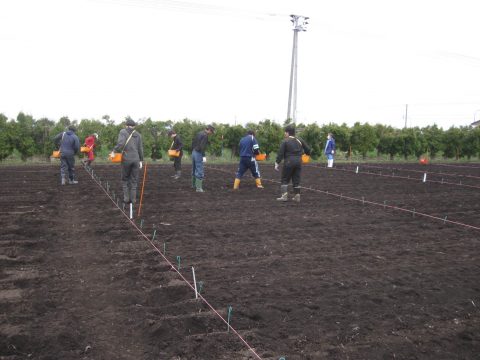 ジャガイモ植え付け作業です