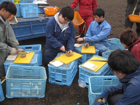 大きな種芋を切り分けています