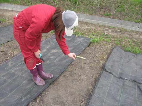 【画像】このアスパラガスは明日収穫か？