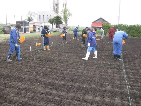 ビートの定植作業