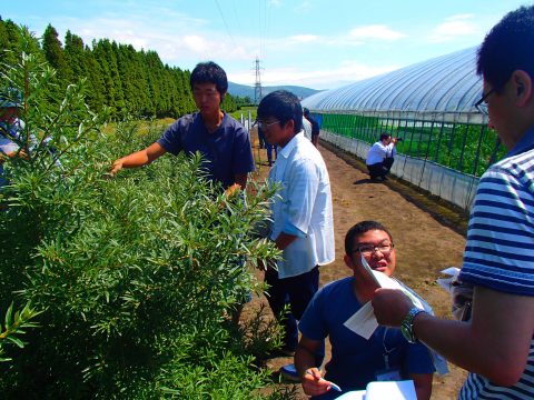 【画像】白鵬関の母国にあるシーベリーの栽培