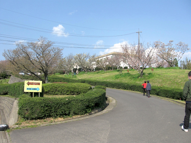 【画像】島根大学本庄農場サクラ展示圃場