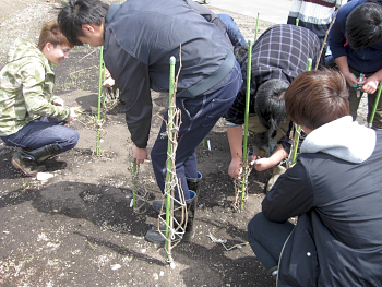 【画像】昨年定植したカシスです