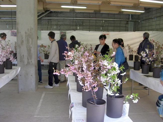 【画像】サクラの切り花展示場