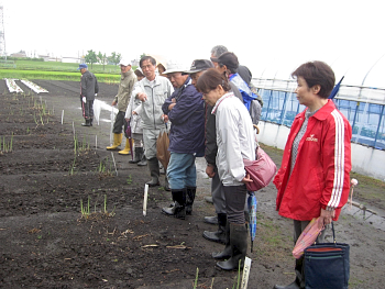 小雨のなか本学農場の野菜を見て回りました。最初はアスパラガスです