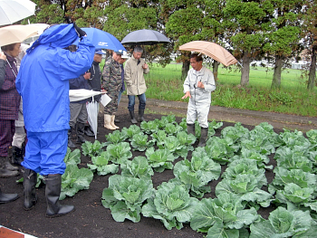 キャベツの生育は？虫はついてないか？