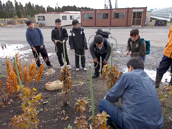 農場の石田さんから冬囲いの縄の巻き方を習います