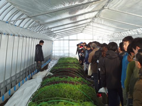 冬野菜の栽培試験を視察しました | 拓殖大学北海道短期大学冬野菜の栽培試験を視察しました