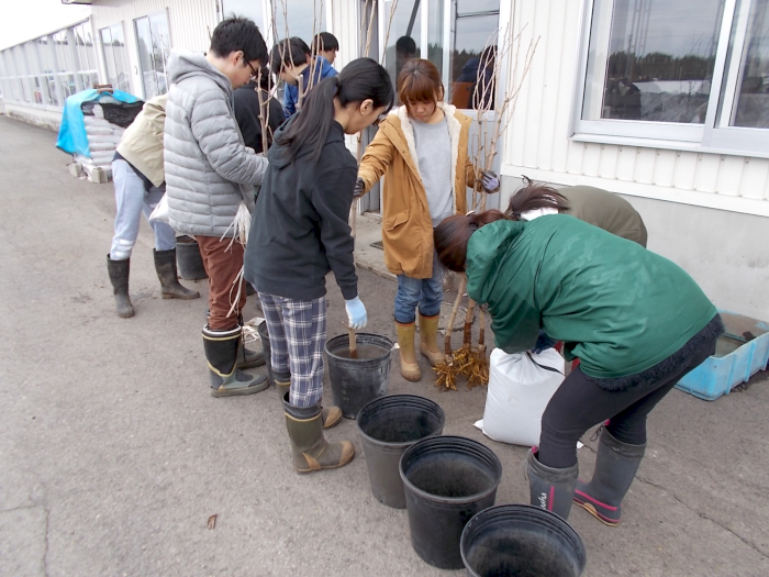 小果樹栽培葉の大型ポリ鉢に仮植します