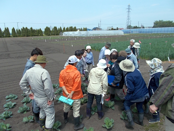 キャベツ畑ではモンシロチョウの卵や幼虫、大モンシロチョウの卵を確認しました。