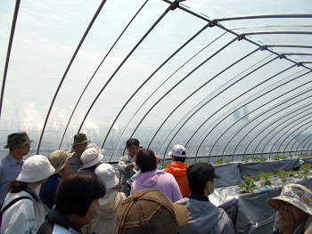 その後は圃場視察と質疑応答です。まずは、イチゴハウスで養液栽培にビックリ！