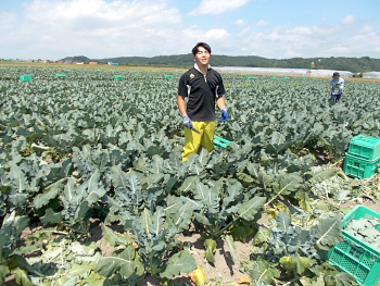 むかわ町　須藤農場、畠君