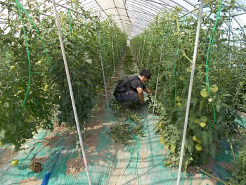 神居町　島山農場、高橋君