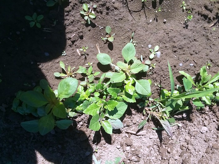 バジルの除草作業前