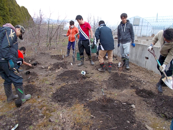 全部で14株のハスカップを定植しました