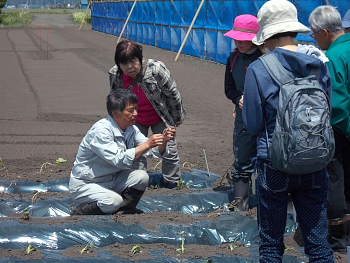 サツマイモも植えて1週間たちますが見た目は葉が枯れて枯死しているようですが、心根が出てきています。