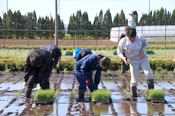 初めての田植えで田んぼに足を取られがちです