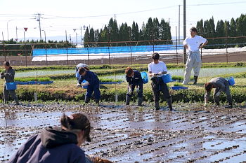 北海道で110年前に栽培された品種「赤毛」の植えます