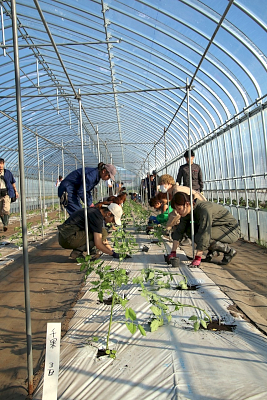 田植えとミニトマトの定植が完了しました