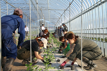 田植えの後は播4月に種をまいたミニトマトの定植です