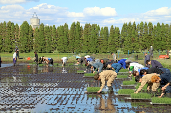 1年生と国際学部生協力して植えていきます