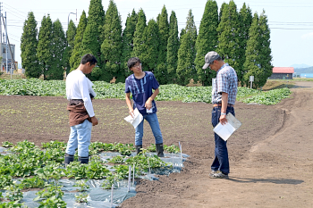 サツマイモ試験圃場