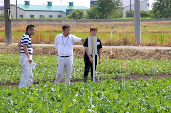 ビートの施肥試験圃場