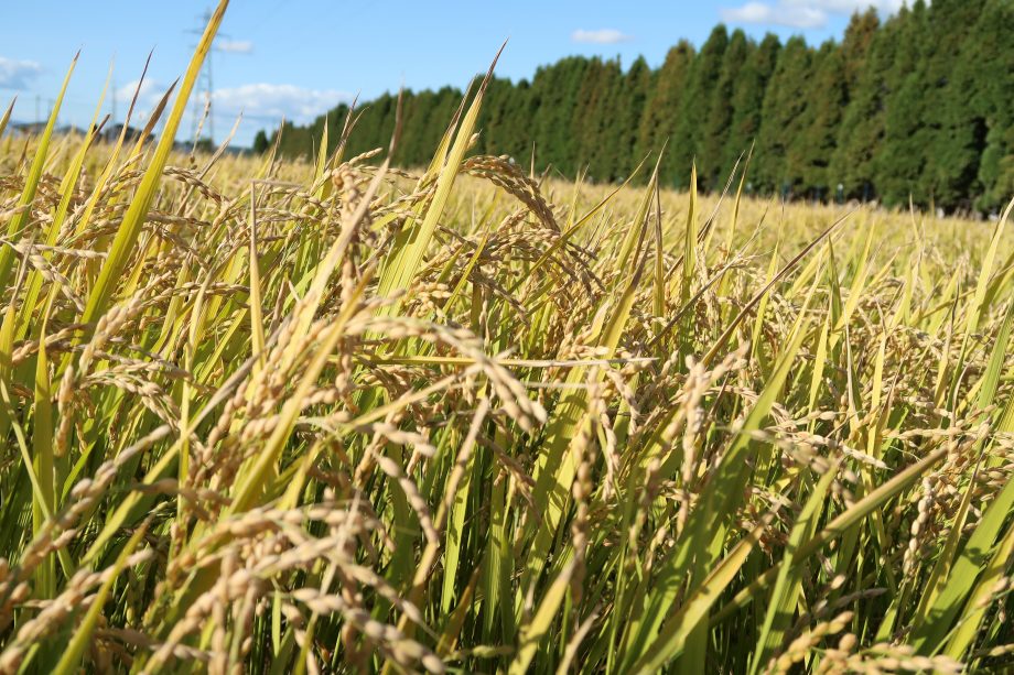 「北海道の稲作技術－栽培技術の変遷と品種開発(田中農学ビジネス学科教授執筆)」の掲載について