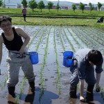 2　逞しく手植え