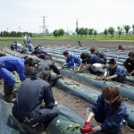 11　真面目に植えています