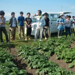 4ジャガイモウイルス目あわせ圃場