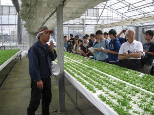 三つ葉の養液栽培ハウスです