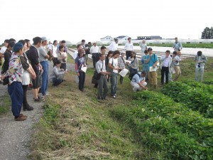 大塚さんの有機栽培のサツマイモ圃場