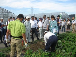 さとらんどのサツマイモを掘ってみる